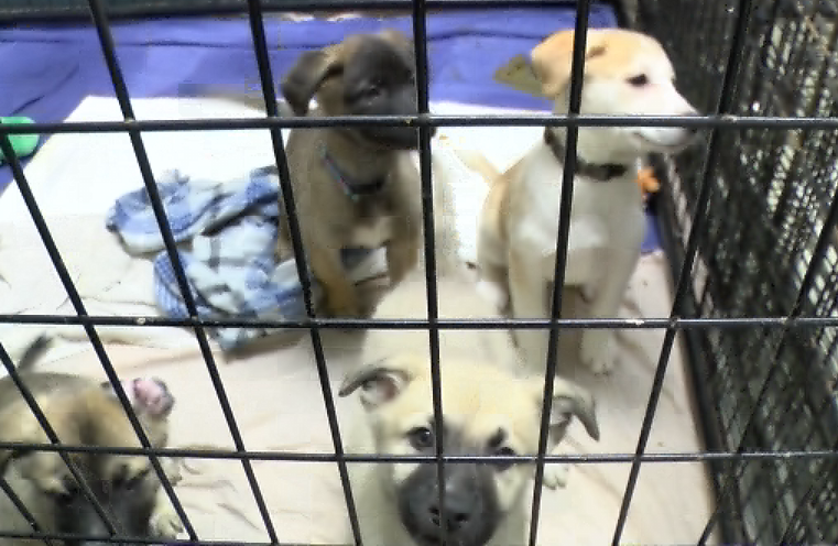 Loving Heart Animal Shelter